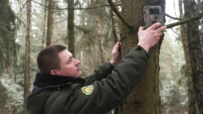 В Могилевской области усилят контроль за незаконной вырубкой елей