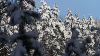 Снежный лес в лучах солнца