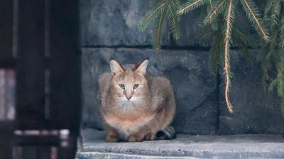 Камышовая кошка Катя появилась в Минском зоопарке