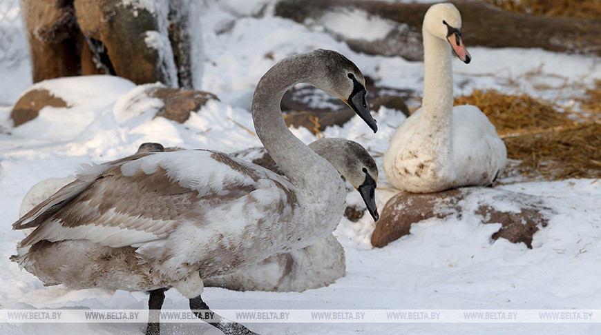 В Витебске спасли замерзавших в реке лебедей