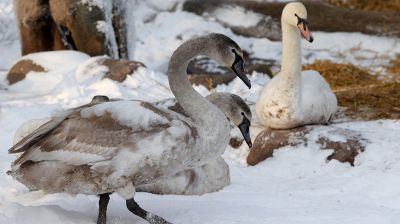 В Витебске спасли замерзавших в реке лебедей