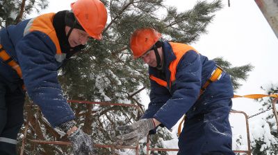 Семена сосны заготавливают в Белыничском лесхозе