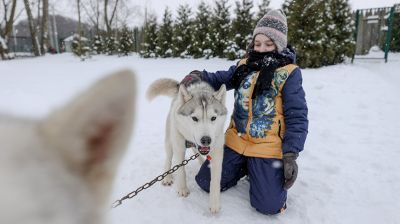 В минском "Динопарке" посетителей катают на собачьей упряжке