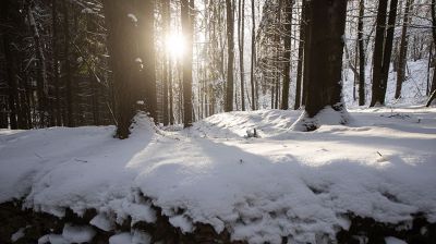 Заказник "Мозырские овраги"