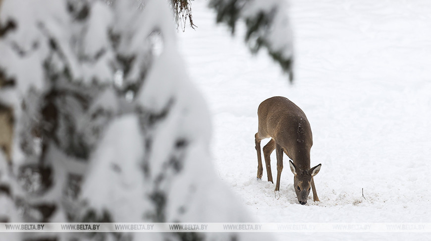В Узденском лесхозе подкармливают диких животных в зимний период