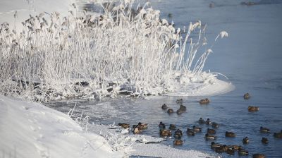 Температура воздуха в Гродненской области опустилась до минус 19 градусов