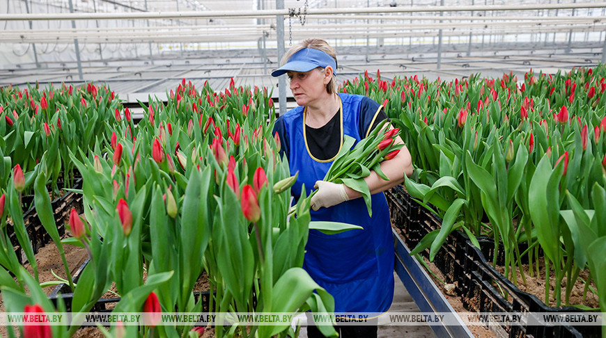 170 тыс. тюльпанов и 50 тыс. роз подготовил Минский парниково-тепличный комбинат к 8 Марта