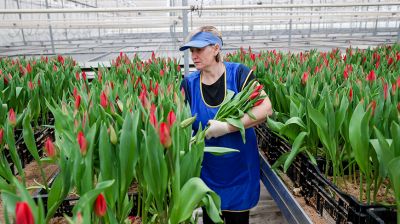 170 тыс. тюльпанов и 50 тыс. роз подготовил Минский парниково-тепличный комбинат к 8 Марта