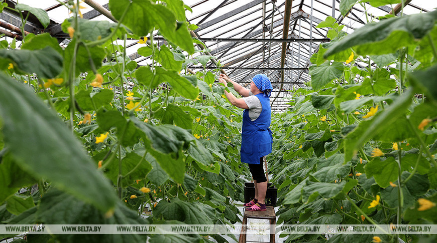 Почти 5 тыс. т овощей планируют вырастить в этом году в теплицах СПК "Рассвет"