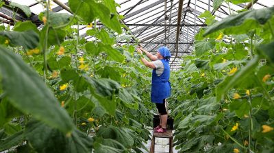 Почти 5 тыс. т овощей планируют вырастить в этом году в теплицах СПК "Рассвет"