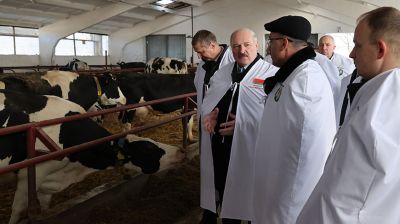 Лукашенко посетил молочно-товарный комплекс "Обухово" в Гродненском районе