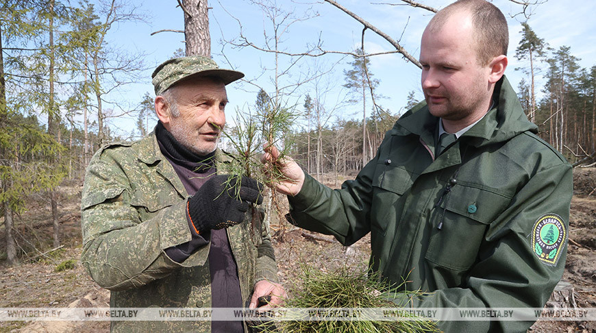 Деревья на площади 30 га планируют посадить в Вильчицком лесничестве во время Недели леса