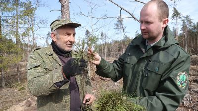 Деревья на площади 30 га планируют посадить в Вильчицком лесничестве во время Недели леса