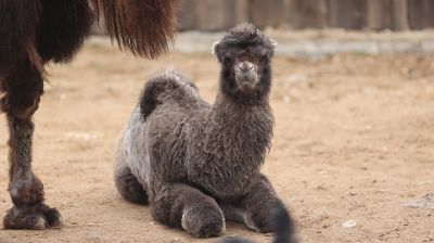 В Минском зоопарке недавно родился верблюжонок