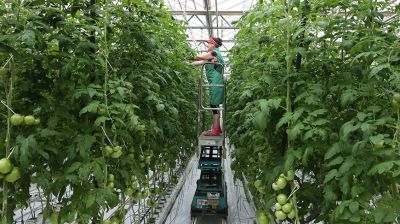 Первые тонны томатов собрали в тепличном комбинате ОАО "Рудаково"