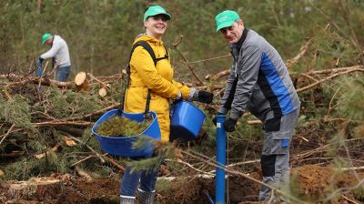Сотрудники Администрации Президента во время субботника садили лес в Логойском лесхозе