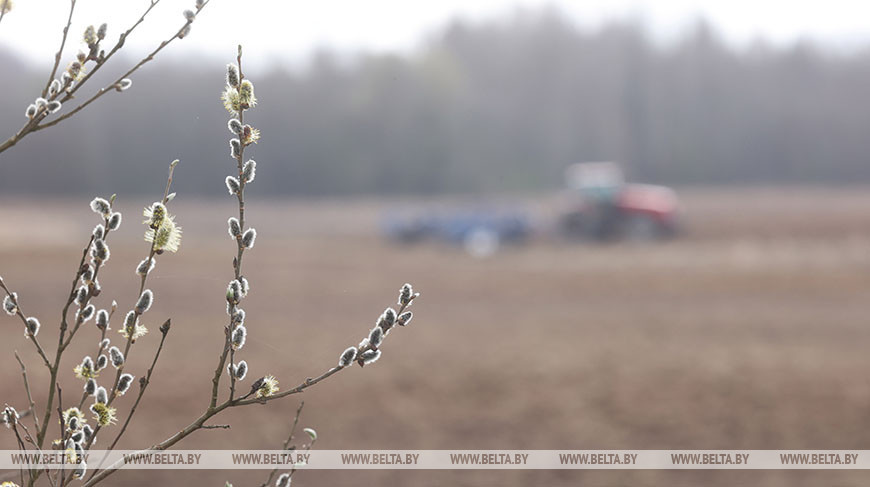 Сев зерновых и зернобобовых культур идет в Шумилинском районе