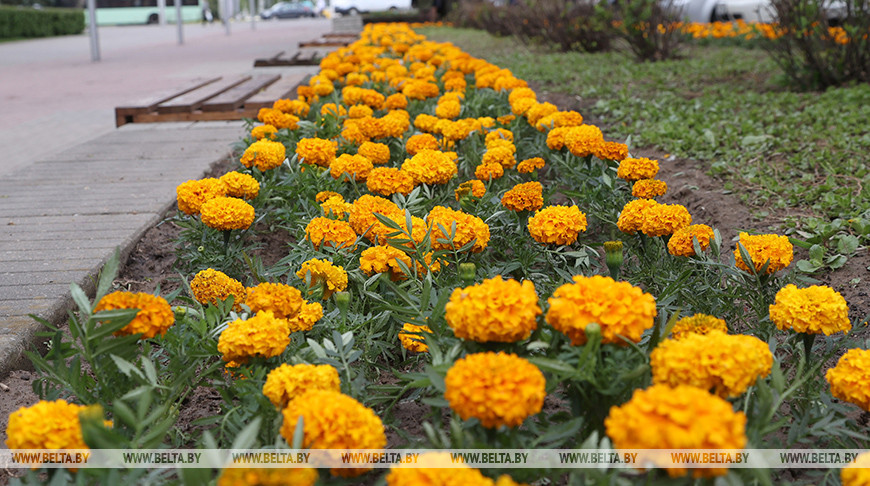 Более миллиона цветов высадит на улицах города "Могилевзеленстрой"