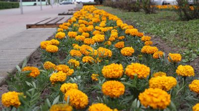 Более миллиона цветов высадит на улицах города "Могилевзеленстрой"