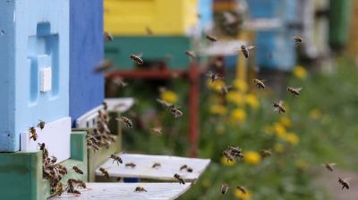20 мая - Всемирный день пчел