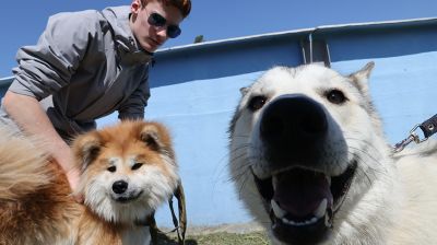 Областная выставка охотничьих собак в Гомеле