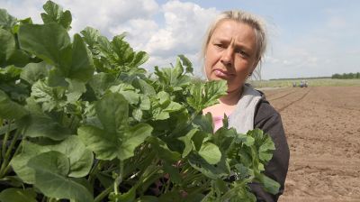 На полях Могилевской области сажают арбузы