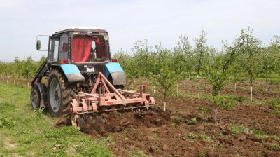 Более 200 га занимает яблоневый сад в ОАО "Рассвет имени К.П.Орловского"