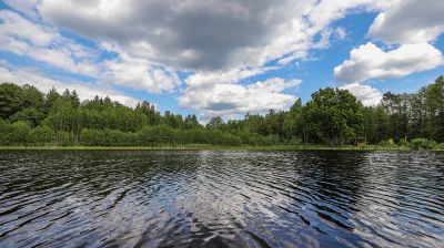 Беловежская пуща