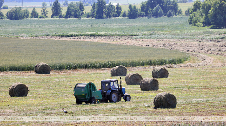 Сельхозпредприятия Жлобинского района ведут заготовку кормов