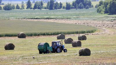Сельхозпредприятия Жлобинского района ведут заготовку кормов
