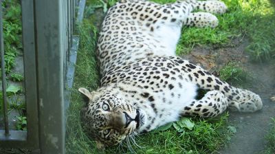 Обитателей Гродненского зоопарка спасают от жары