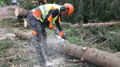 В Шумилинском лесхозе ликвидируют последствия урагана
