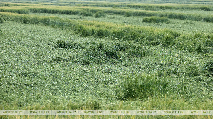 Посевы зерновых в Могилевской области пострадали от проливных дождей