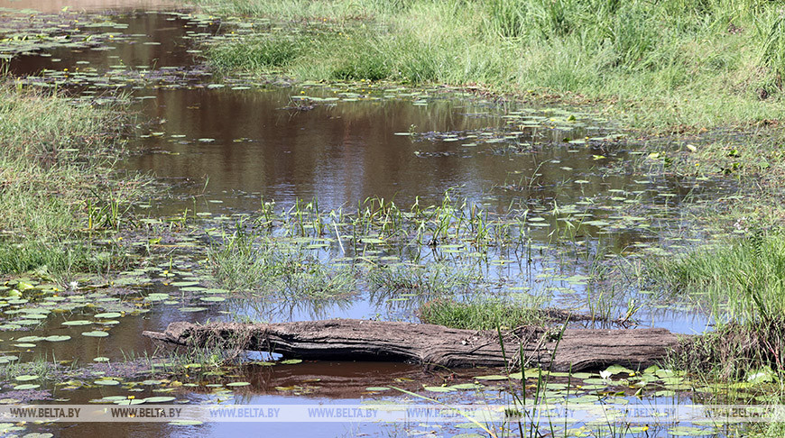В Полесских районах Гомельской области восстанавливают деградированные болота