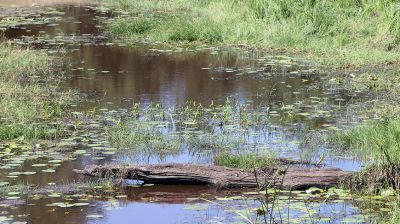 В Полесских районах Гомельской области восстанавливают деградированные болота