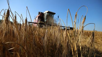 В Гродненской области приступили к жатве