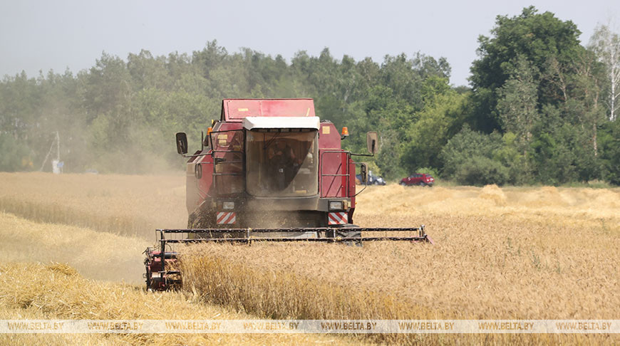 Уборка зерновых идет в Гомельской области