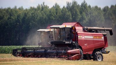 В Ивьевском районе убирают ячмень