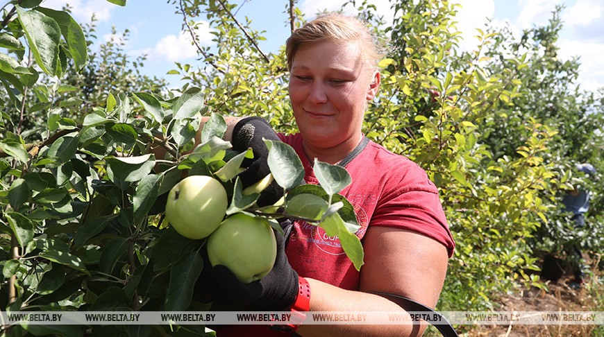 В Кировском районе начали собирать яблоки