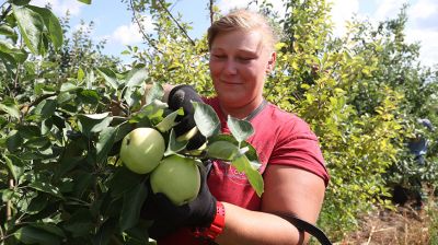 В Кировском районе начали собирать яблоки