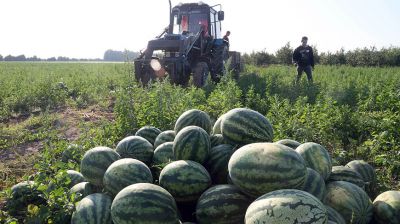 В Кировском районе начали уборку арбузов