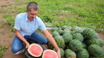 Сезон сбора арбузов начался в Гродненском районе