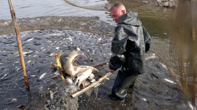 Сезон промышленного лова начался в рыбхозе "Свислочь"