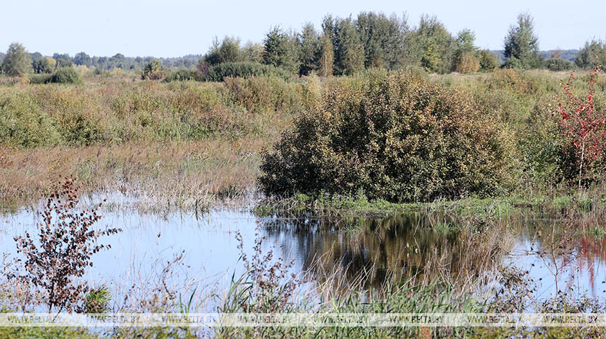 Более 3 тыс. га болот восстановлено в двух районах Гомельской области в этом году