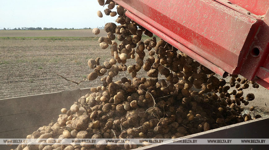 Уборка картофеля идет в Бобруйском районе