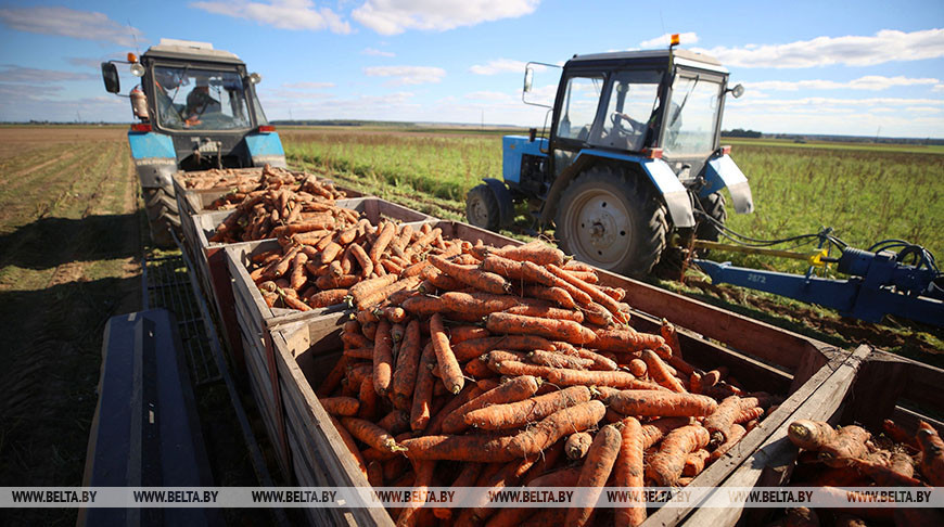 В СПК "Свислочь" приступили к уборки моркови