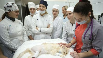 В Гродно впервые поставили протез белорусского производства потерявшей лапу кошке