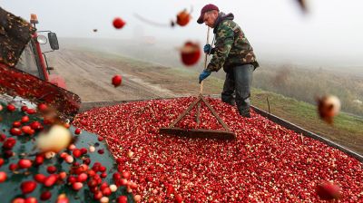 Уборка клюквы на плантациях Полесья