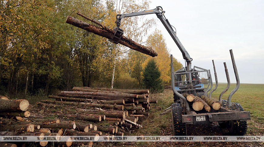 Могилевский лесхоз ведет заготовку древесины