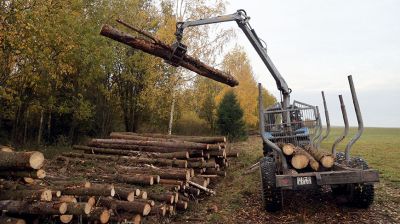 Могилевский лесхоз ведет заготовку древесины
